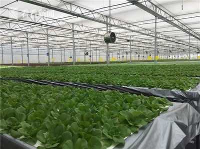 無土栽培新紀元 上海建成最大單體植物工廠，技術驅動產量躍升